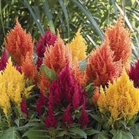 Celosia