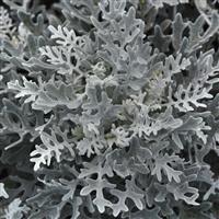 Dusty Miller