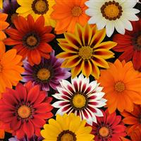 Gazania