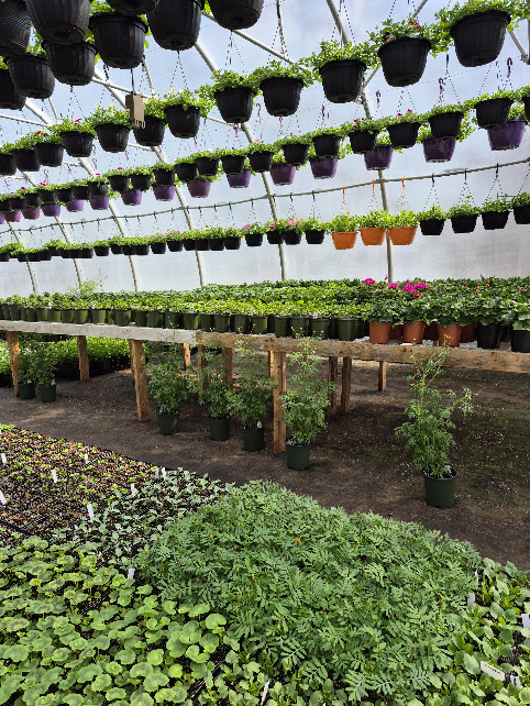 Inside of Greenhouse