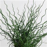 Juncus