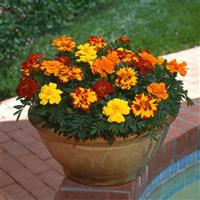 Marigold - French
