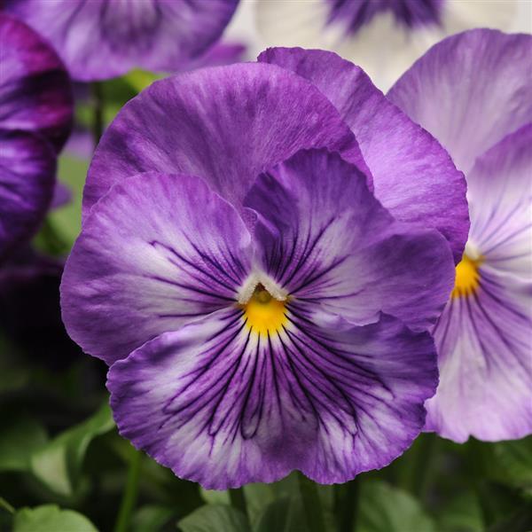 Pansy